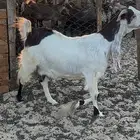 2 معزا هولنديات صنف دفيع شرط سونار واصلات