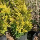 شتلات سرو عطري