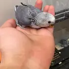 روز للبيع تم البيع