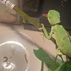 حرباء
