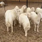 طليان مناسبات فل شحم