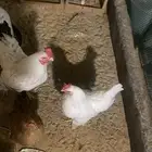 للبيع دجاج امريكي اللي له خاطر يجي