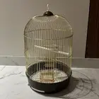 قفص كلاسيكي فاخر لطيور