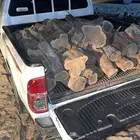 حطب امريكي مستورد