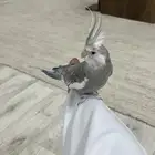 طير كروان الموقع بيشة