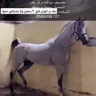 حصان طرب وسبوق