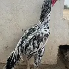 ديك سندي بيور دم صافي