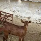 عنقان للبيع