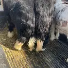 نجد كفو ذبايح