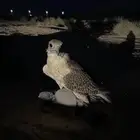 طير مثلوث حر