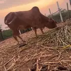 بقره قروب
