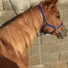 مهره عربيه شعبيه