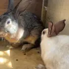 أرانب للبيع