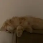 تبني