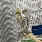 للبيع جوز كروان الي توقف عليه سومه نصيبه