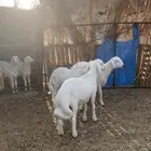 بهم وتيس فل شحم