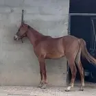 مهر عربي شعبي للبيع