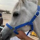 حصان شعبي العمر سنتين وشهرين يركبونه الصغار والكبار