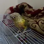 ببغاء كنيور أناناس رد فاكتور