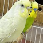 زوج بادجي منتج