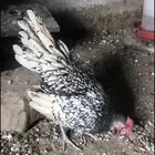 للبيع ديك سبرايت العدد 2