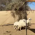 غنم ضان للبيع العدد 3 دفيع باذن الله