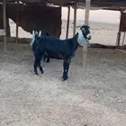 عنز حليب