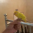 طير روز اليف جدا ولا يعض