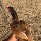 دجاجة سندية