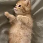 قطط