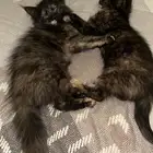 لدي قطط لتبني في الرياض اعمار 4 الى 5 شهور تقريبا  إناث