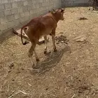 عجل بلدي سمين