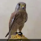 لللبيع شبوط تواصل في رقمي