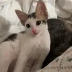 قطط للتبني