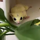 للبيع سنجاب شوقر قلايدر ألبينو نادر