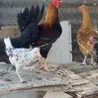 ديك
