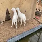 تم البيع