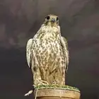 موصل الرياض