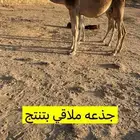 للبيع 7 من الابل بفحلها