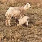 حريات مطافيل
