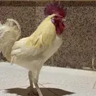 ديك للبيع
