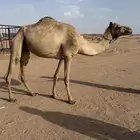 للبيع ام ثاني جاهزه المناخ الاب شاهين دغاش الام مهجنه