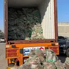 حطب قرض أفريقي الخرج