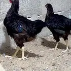 دجاج وديكه هجين رود أيلاند امريكي