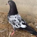 حمام باكستاني طبات تيدي