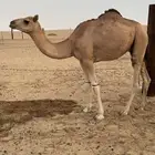 قعود ولد شاهين الحوات الاحمر