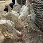 كوشامو القزم