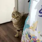 قط للتبني