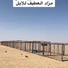 مزاد الابل بالعطيف