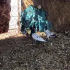 حمام تيديات